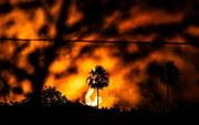 Bosbrand in Brazilië. beeld EPA, Isaac Fontana