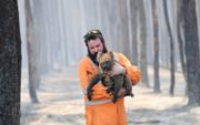 Een natuurbeschermer draagt een geredde koala uit een verbrand bos in Australië. Tijdens de hevige bosbranden in de ”zwarte zomer” van 2020 lieten duizenden koala’s het leven.  beeld EPA, Davi Mariuz