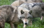 „Samenleven met de wolf is alleen mogelijk onder strikte voorwaarden: spaarzaam contact met de mens, regelmatige bejaging en een overvloed aan wild.” beeld AFP, Thomas Kienzle