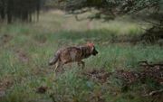 Wolf. beeld ANP, Otto Jelsma