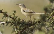 De krekelprinia is een zangvogel die het hele jaar door te vinden is in de Sahel. De vogel zit graag in stekelige bomen, waar hij zich voedt met insecten. beeld Jurrien van Deijk
