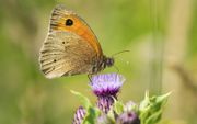 Gewone vlindersoorten zoals het bruin zandoogje stellen niet zulke hoge eisen. Toch neemt ook hun aantal af in Nederland.  beeld iStock