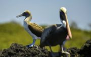 Mooie vogels op de Galapagoseilanden. beeld AFP, R. Buendia