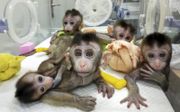 Chinese wetenschappers kloonden vijf makaken uit een enkel dier waarin met CRISPR/Cas9 een slaapstoornis was ingebouwd.  beeld STR/CNS/AFP, Chinese Academy of Sciences