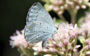 Er zijn dit voorjaar minder boomblauwtjes geteld door vrijwilligers van het Meetnet Vlinders.  beeld Wikimedia