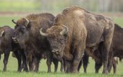 Wilde bizons in Polen. beeld Shutterstock