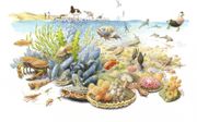 Een schelpdierbank is belangrijk voor de biodiversiteit in de Noordzee. beeld Jeroen-Helmer, ARK Natuurontwikkeling