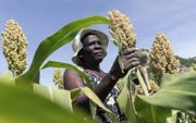 Een eerlijke kans voor lokale productie en verkoop in ontwikkelingslanden vraagt om maatwerk. beeld AFP, Jekesai Njikizana