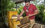 De EU steekt extra geld in bijen. Imker Robert Schuurmans uit Geffen buigt zich over zijn bijenvolken. Dagelijks draagt hij zorg voor 13 miljoen buckfastbijen.  beeld Maikel Samuels