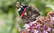 Met de juiste planten en struiken kunnen tuinbezitters vlinders helpen. beeld RD, Anton Dommerholt