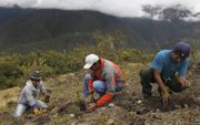 Bosbouwers planten in Peru nieuwe boompjes aan. Bosaanplant is een van de grootste bondgenoten tegen klimaatverandering.  beeld Reuters, Enrique Castro