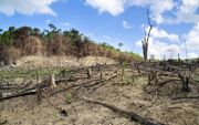 Gevolgen van onze import van ”duurzame biomassa”: ontbossing, schade aan biodiversiteit, wateruitputting en -vervuiling. beeld iStock