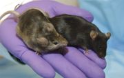 Genetisch aangepaste muizen. beeld Wikimedia, Maggie Bartlett, NHGRI