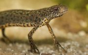 Ook salamanders gaan massaal dood door het zeer besmettelijke ranavirus. beeld RD, Anton Dommerholt