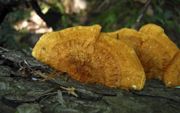De oranje sparrenhoutzwam lijkt een toepasselijke naam voor de nieuw ontdekte paddenstoel. beeld Wikimedia