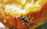 Wespen halen nectar uit bloemen. De suikers hebben de insecten nodig als brandstof. beeld Theo Haerkens