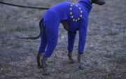 Zelfs de honden in Westminster geven uiting aan hun aanhankelijkheid aan de Europese Unie. Einde brexit, waf! beeld AFP, Oli Scarff