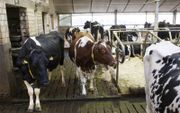 Veehouders die stikstofruimte verkopen raken ook dier- en fosfaatrechten kwijt, waarschuwt Van Westreenen. beeld RD, Anton Dommerholt