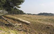 Het Wekeromse Zand, onderdeel van het Natura 2000-gebied de Veluwe. Waar eerst de heide bloeide, groeit nu bijna alleen nog maar gras. Oorzaak is de neerslag van meststoffen zoals ammoniak en stikstofoxide. beeld Wikimedia