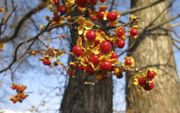 Vanwege zijn kleurige bessen is de boomwurger als sierplant Europa binnengekomen. beeld Wikimedia