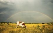 ”De regenboog: hoop voor mens én dier" is het thema van de Micha Zondag. beeld iStock