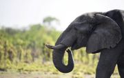 Een Afrikaanse olifant in het Hwange National Park in Zimbabwe. beeld AFP, Martin Bureau