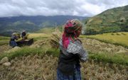 Hmongvrouwen oogsten rijst. Veel Hmong wonen in de noordelijke hooglanden. beeld AFP, Hoang Dinh Nam