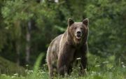 De bruine beer is één van de iconen van de oerbossen in Roemenië. beeld iStock