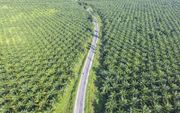 Palmolieplantages in Indonesië. beeld iStock