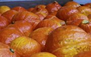 De bekende oranje pompoen is oorspronkelijk veredeld in Japan. beeld Theo Haerkens