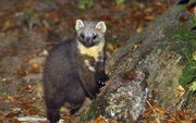 De boommarter is een klein roofdier dat jaagt op eekhoorns, muizen, vogels en konijnen. beeld Wikimedia