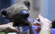 Een uitgedroogde en gewonde koala krijgt hulp in een speciaal koalaziekenhuis in Australië. beeld AFP, Safed Khan