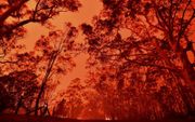 Een oranje gloed verlicht de lucht bij de kuststad Nowra in de Australische staat New South Wales. Duizenden toeristen en inwoners van het populaire vakantiegebied zagen zich gedwongen om te vluchten naar de stranden. Ontsnappingsroutes via land zijn door