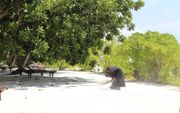 Een vrouw maakt het strand schoon op de Malediven. beeld RD