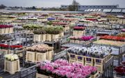 Miljoenen onverkochte bloemen en planten stonden maandag bij bloemenveiling FloraHolland in Aalsmeer klaar om vernietigd te worden. beeld ANP, Lex van Lieshout