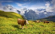 Koeien in het Zwitserse Grindelwald. Kinderen die in bergdorpjes rauwe melk drinken, hebben minder last van allergieën en virusinfecties. beeld iStock