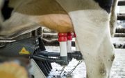 De melk van Nederlandse koeien wordt allemaal verwerkt. De zuivelfabrieken hebben afgesproken elkaar zonodig te helpen. In onder meer Canada, de VS en Frankrijk laten boeren melk weglopen omdat de zuivelmarkt door de coronacrisis is verstoord. beeld ANP, 