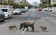 Een moederzwijn en twee biggetjes dwalen rond in de stad Haifa, in het noorden van Israël. De wilde dieren voelen zich veiliger in de stad omdat de meeste burgers thuisblijven vanwege het coronavirus. beeld EPA, Abir Sultan