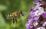 Een honingbij –met stuifmeelklompes– bezoekt een purperorchis. beeld Jacques Kleynen