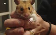 Hamster Heinz in huize Bouwman. beeld Bertus Bouwman