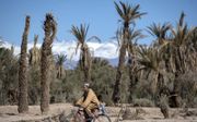 Oases in Marokko, belangrijk tegen de verwoestijning, lijden onder hoge temperaturen.​ beeld AFP, Fadel Senna
