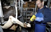 Klauwverzorger Niels Copier behandelt in Maurik een koe van melkveehouder Joost van den Anker. Bij heet weer rusten koeien te weinig, waardoor de klauwen volgens Copier eerder ziek worden. beeld VidiPhoto