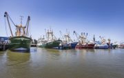 Kotters in de haven van Harlingen, waaronder schepen die in het VK zijn geregistreerd. Het VK wil dat ”vlagkotters” straks 65 procent van hun vangst in Britse havens aanlanden. beeld RD, Henk Visscher