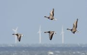 Kleine rietganzen vliegen langs de Oost-Engelse kust. beeld David Tipling