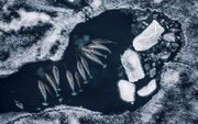 Narwallen gebruiken zee-ijs om zich te verstoppen voor roofdieren, zoals de orka. Door de opwarming van de aarde smelt er steeds meer ijs en hebben de arctische tandwalvissen het moeilijk. beeld Paul Nicklen