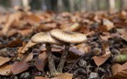 Een herfst zonder paddenstoelen is niet voor te stellen. Het zijn een soort stofzuigers die met hun schimmeldraden organisch materiaal zoals bladeren en hout opruimen. Het op naam brengen van paddenstoelen is vaak niet eenvoudig. Alleen er van genieten, i