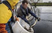 Vader en zoon Komen hielpen in vier maanden tijd bijna 4000 palingen voorbij de stuw en de waterkrachtcentrale bij Maurik en Amerongen. beeld RD, Henk Visscher