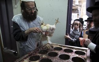 Kinderen uit Jeruzalem kijken toe hoe een kip op koosjere wijze wordt geslacht. In Europa zijn er steeds meer landen die religieuze slacht onmogelijk maken. Dieren mogen dan pas na verdoving worden gedood.  beeld AFP, Menahem Kahana