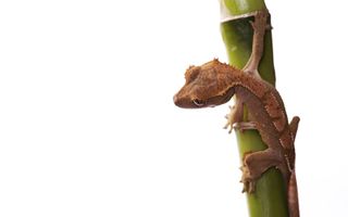 De gekko. beeld iStock