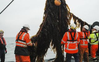 Het zeewier wordt geoogst.  beeld North Sea Farmers